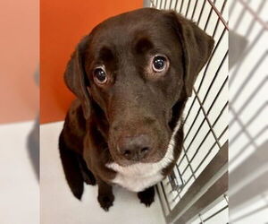 Chocolate Labrador retriever-Unknown Mix Dogs for adoption in Pampa, TX, USA