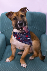Ba-Shar Dogs for adoption in Princeton, MN, USA