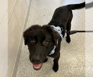 Great Pyrenees-Unknown Mix Dogs for adoption in Naples, FL, USA