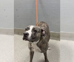 American Pit Bull Terrier-Unknown Mix Dogs for adoption in Las Vegas, NV, USA