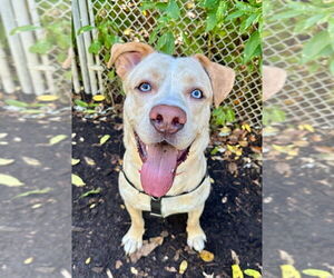 Labrador Retriever Dogs for adoption in Lawrenceville, NJ, USA