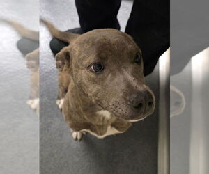 Mutt Dogs for adoption in Glen Allen, VA, USA