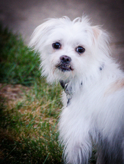 Shih Tzu-Unknown Mix Dogs for adoption in Lakeport, CA, USA