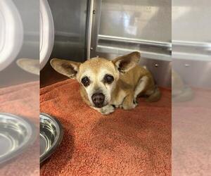 Chihuahua Dogs for adoption in Chula Vista, CA, USA