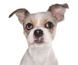 ShiChi Dogs for adoption in Oakland Park, FL, USA