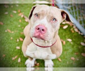 American Pit Bull Terrier Dogs for adoption in Orlando, FL, USA