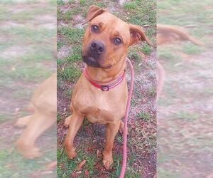 Labrador Retriever-Unknown Mix Dogs for adoption in Fort Lauderdale, FL, USA