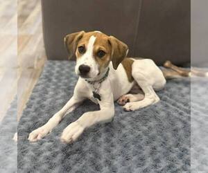 Mutt Dogs for adoption in New Oxford , PA, USA