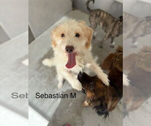 Mutt Dogs for adoption in Studio City, CA, USA