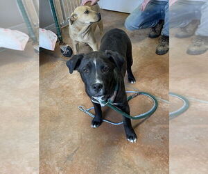 Mastador Dogs for adoption in Bolivar, MO, USA