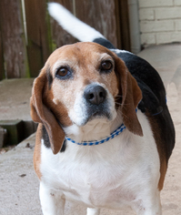 Beagle Dogs for adoption in Versailles, KY, USA