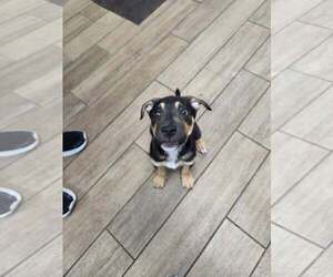 Mutt Dogs for adoption in Rowlett, TX, USA