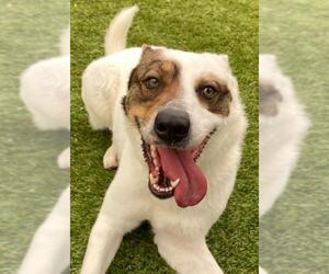 Mutt Dogs for adoption in Little Elm, TX, USA