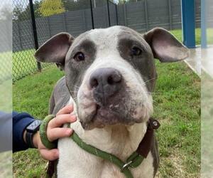 American Pit Bull Terrier Dogs for adoption in Seven Valleys, PA, USA