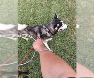 Siberian Husky-Unknown Mix Dogs for adoption in Houston, TX, USA