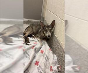 Siberian Husky Dogs for adoption in Houston, TX, USA