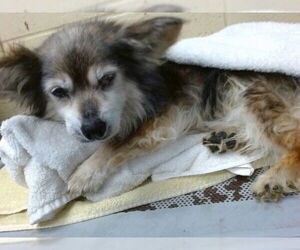 Mutt Dogs for adoption in Downey, CA, USA
