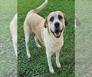 Labrador Retriever-Unknown Mix Dogs for adoption in Grovetown, GA, USA