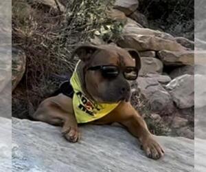 American Pit Bull Terrier-Unknown Mix Dogs for adoption in Las Vegas, NV, USA