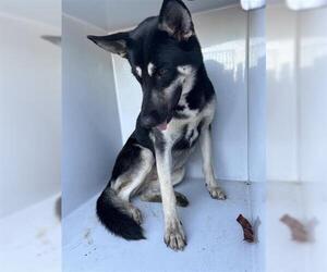 German Shepherd Dog-Unknown Mix Dogs for adoption in Houston, TX, USA