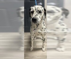 Dalmatian Dogs for adoption in Redlands, CA, USA