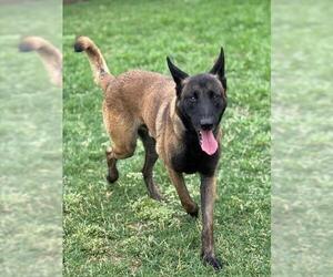 Mutt Dogs for adoption in Riverside, CA, USA