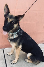 German Shepherd Dog Dogs for adoption in Euless, TX, USA