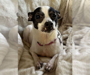 Chihuahua Dogs for adoption in Mundelein, IL, USA