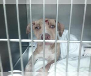 American Pit Bull Terrier Dogs for adoption in Oklahoma City, OK, USA