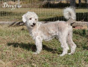 Maltipoo Dogs for adoption in Brooksville, FL, USA