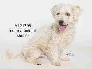 Poodle (Miniature) Dogs for adoption in Corona, CA, USA