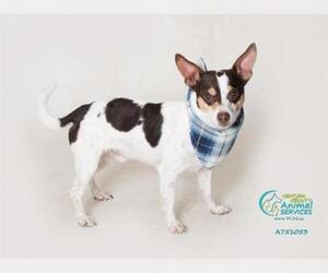 Rat-Cha Dogs for adoption in Camarillo, CA, USA