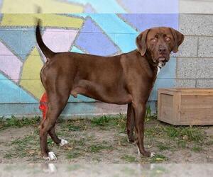 American Pit Bull Terrier-Labrador Retriever Mix Dogs for adoption in West Valley, UT, USA