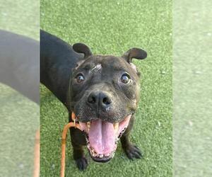 American Pit Bull Terrier Dogs for adoption in Fayetteville, NC, USA