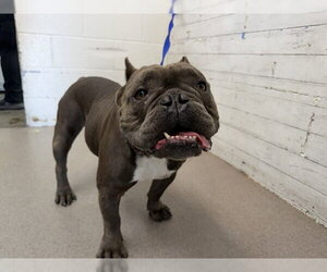Bulldog Dogs for adoption in San Bernardino, CA, USA