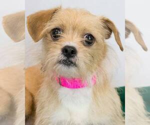 Mutt Dogs for adoption in Kennesaw, GA, USA