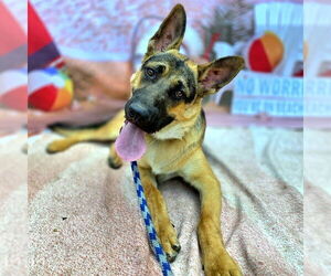 German Shepherd Dog Dogs for adoption in Long Beach, CA, USA