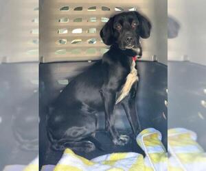 Dachshund-Labrador Retriever Mix Dogs for adoption in Alexandria, VA, USA