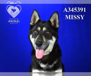 German Shepherd Dog-Unknown Mix Dogs for adoption in Stockton, CA, USA