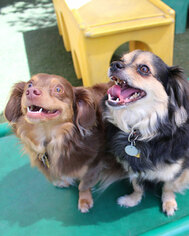 Dachshund-Tibetan Spaniel Mix Dogs for adoption in Anaheim, CA, USA