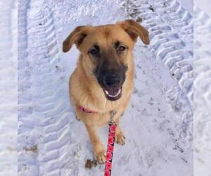 Mutt Dogs for adoption in Madison, WI, USA