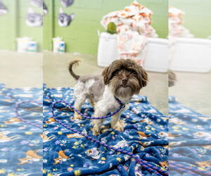 Mutt Dogs for adoption in Elmsford, NY, USA