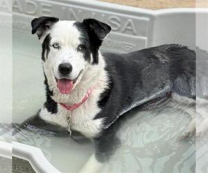Huskies -Unknown Mix Dogs for adoption in Las Vegas, NV, USA