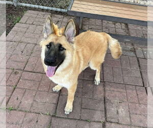 German Shepherd Dog-Unknown Mix Dogs for adoption in Lakewood, CO, USA