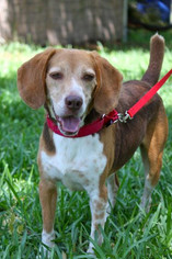 Beagle Dogs for adoption in Miami, FL, USA