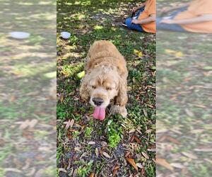 Cocker Spaniel Dogs for adoption in Fort Lauderdale, FL, USA