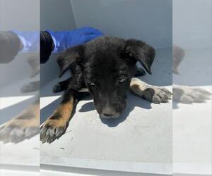German Shepherd Dog Dogs for adoption in Houston, TX, USA