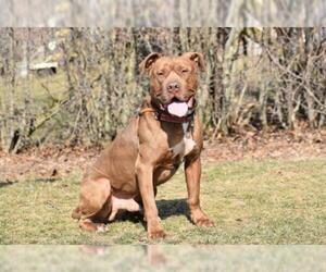 Staffordshire Bull Terrier-Unknown Mix Dogs for adoption in Spring Lake, NJ, USA