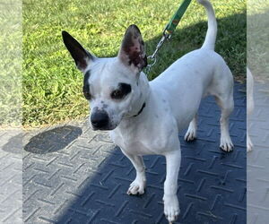 French Bulldog-Rat Terrier Mix Dogs for adoption in Batavia, OH, USA