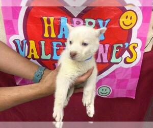 Siberian Husky Dogs for adoption in Riverside, CA, USA